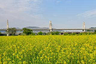 제주도에서 유채꽃 길